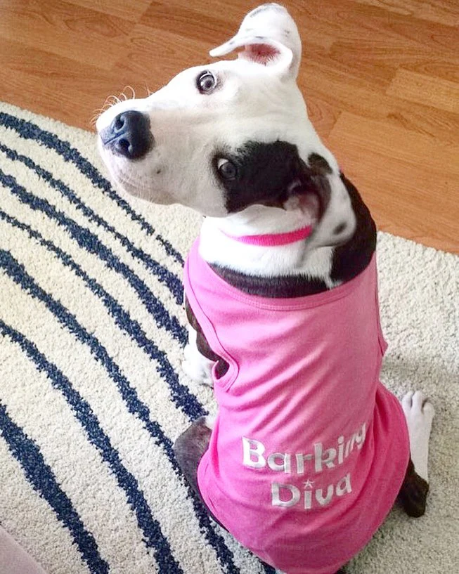 Parisian Pet 'Barking Diva' Dog Shirt – Cute Slogan Pet T-Shirt for Dogs & Cats, Pink - Image 3