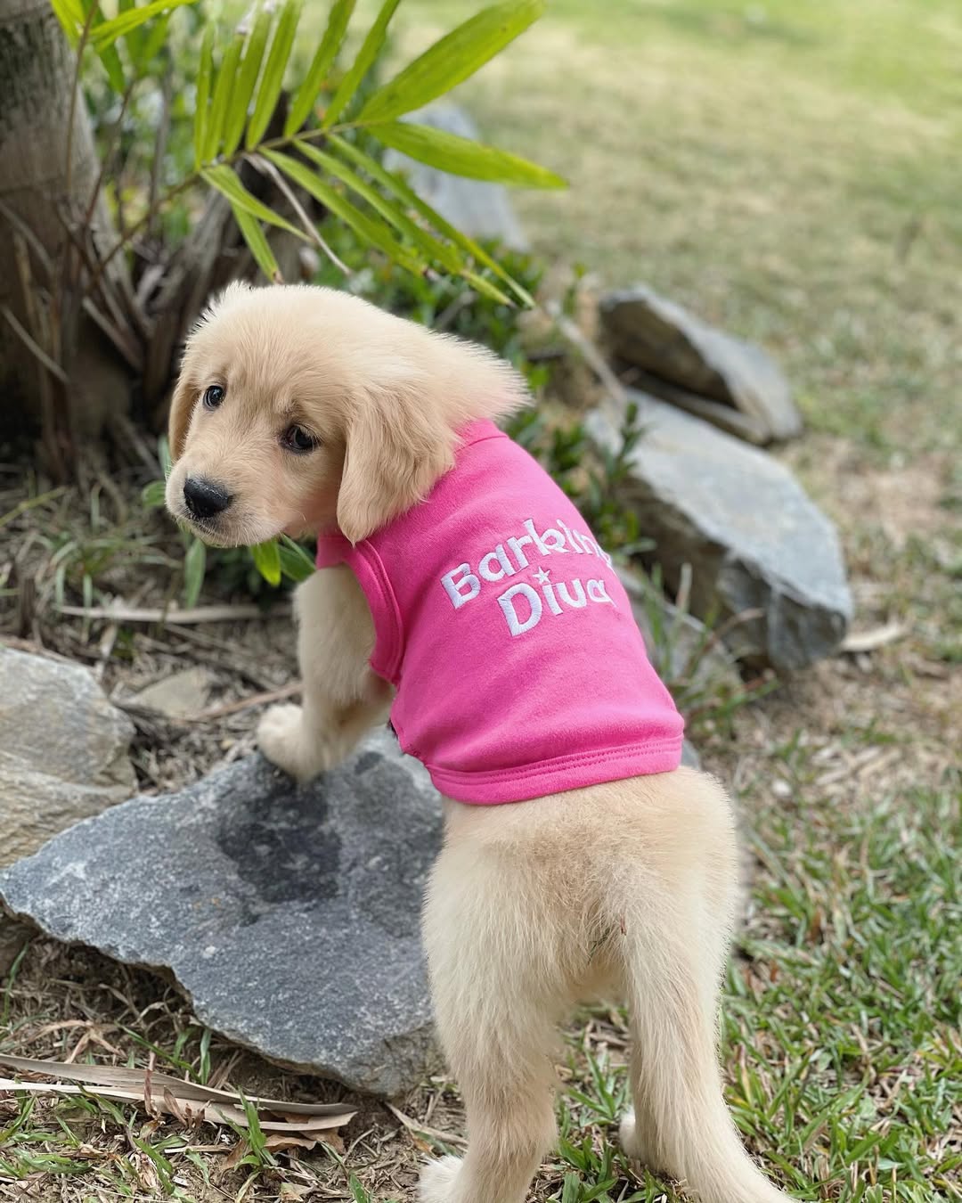 Parisian Pet 'Barking Diva' Dog Shirt – Cute Slogan Pet T-Shirt for Dogs & Cats, Pink - Image 5