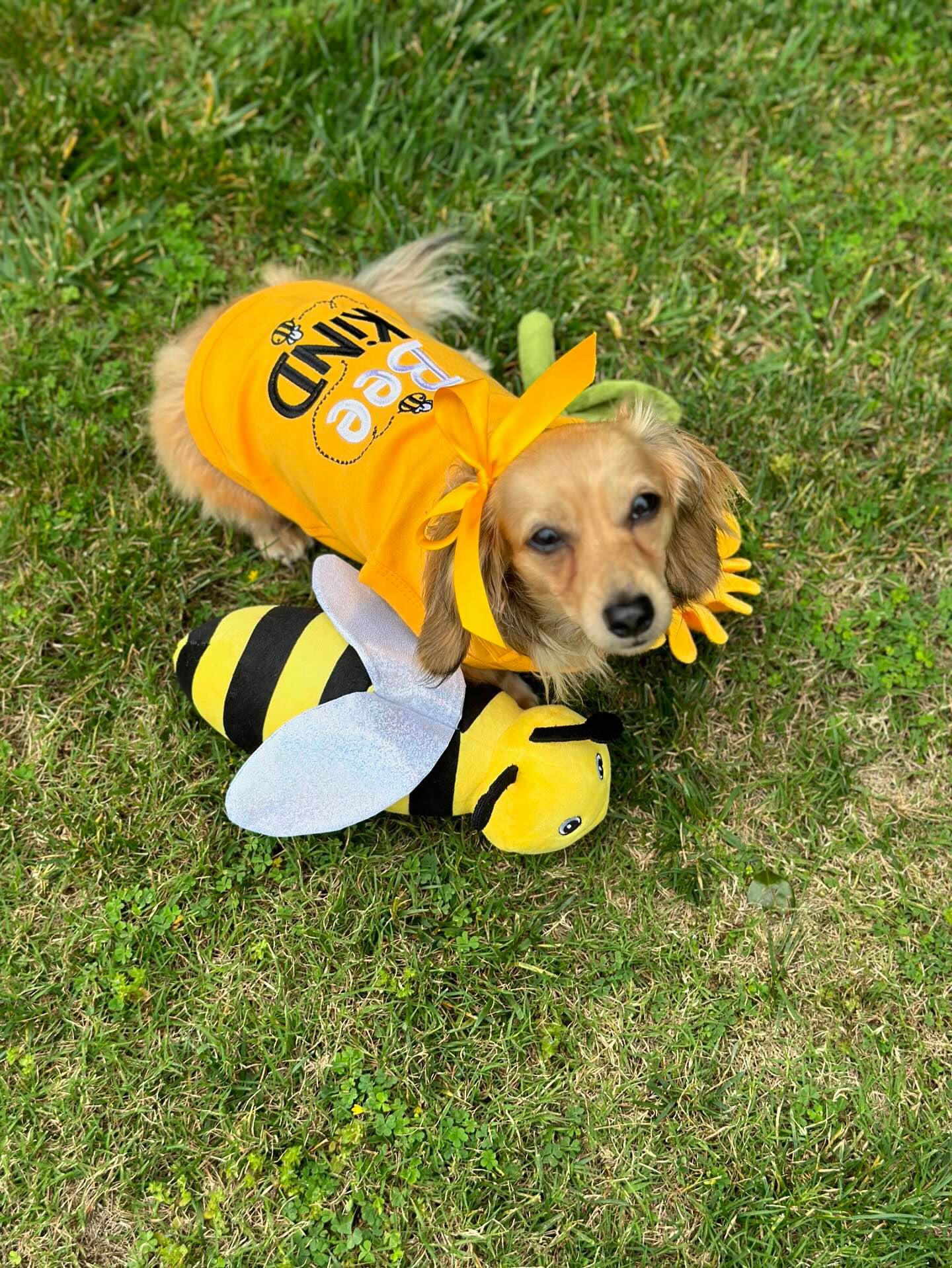 Parisian Pet 'Bee Kind' Embroidered Dog Shirt - Trendy Pet Apparel, Yellow - Image 3