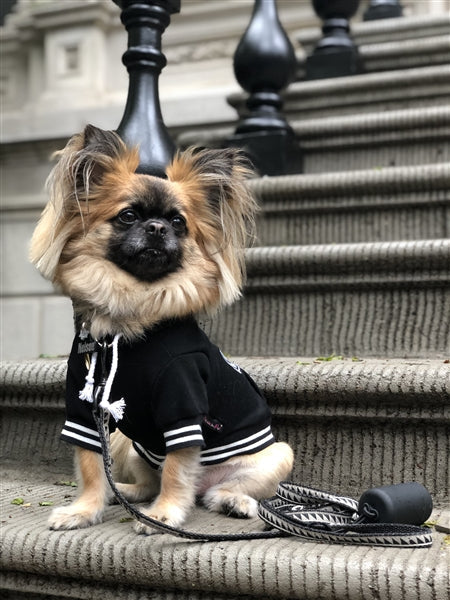 Parisian Pet 'Bestie Hoodie' in Black - Trendy Pet Hoodie for Dogs & Cats, Perfect for Fall & Winter-Valentine's Day - Image 5