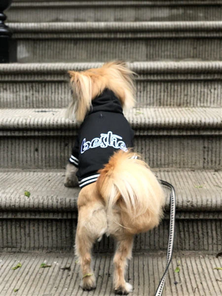 Parisian Pet 'Bestie Hoodie' in Black - Trendy Pet Hoodie for Dogs & Cats, Perfect for Fall & Winter-Valentine's Day - Image 6