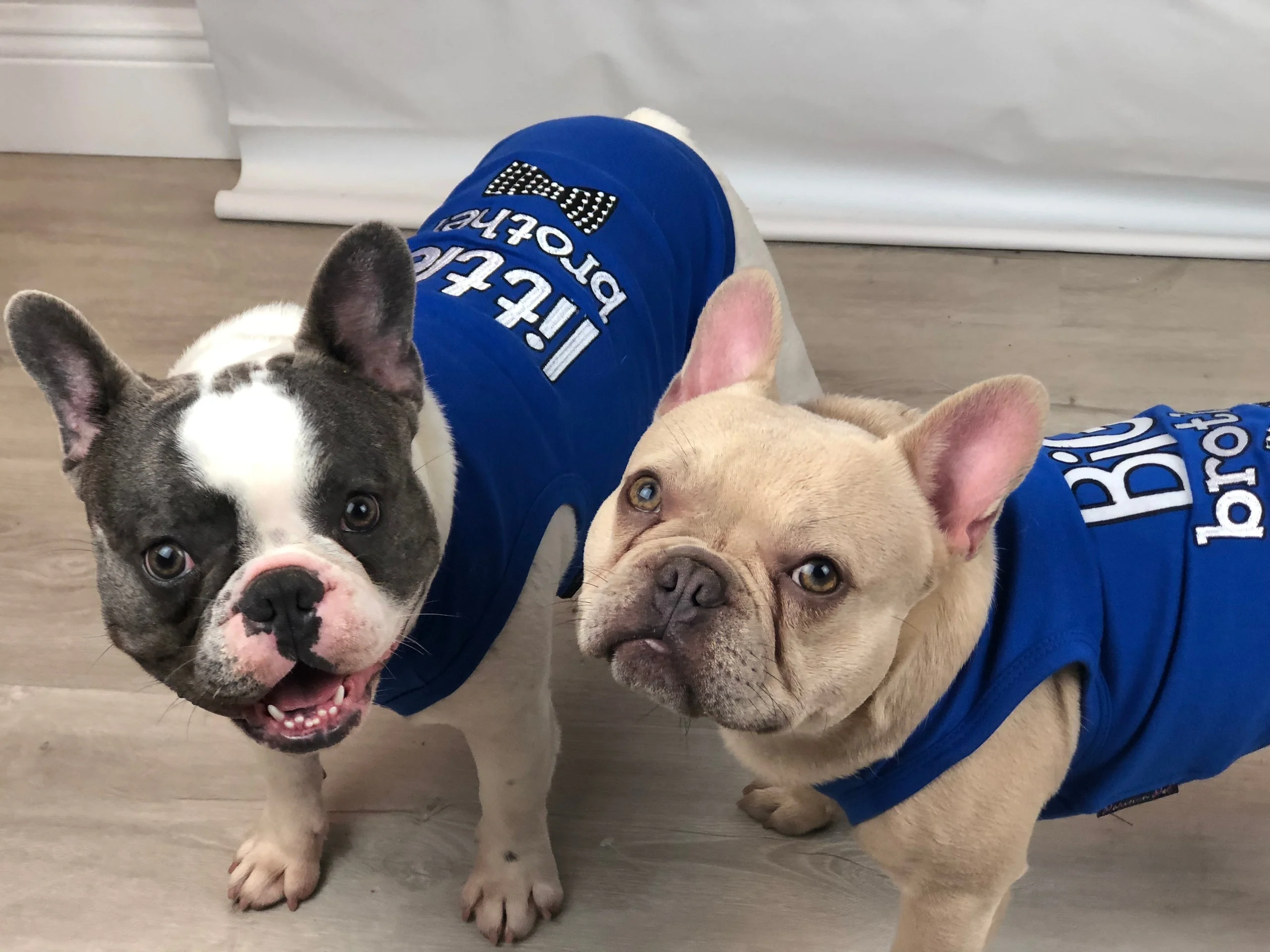 Parisian Pet 'Big Brother' Embroidered Pet T-Shirt – Cute Sibling Announcement Dog Shirt for Dogs & Cats, Blue - Image 3