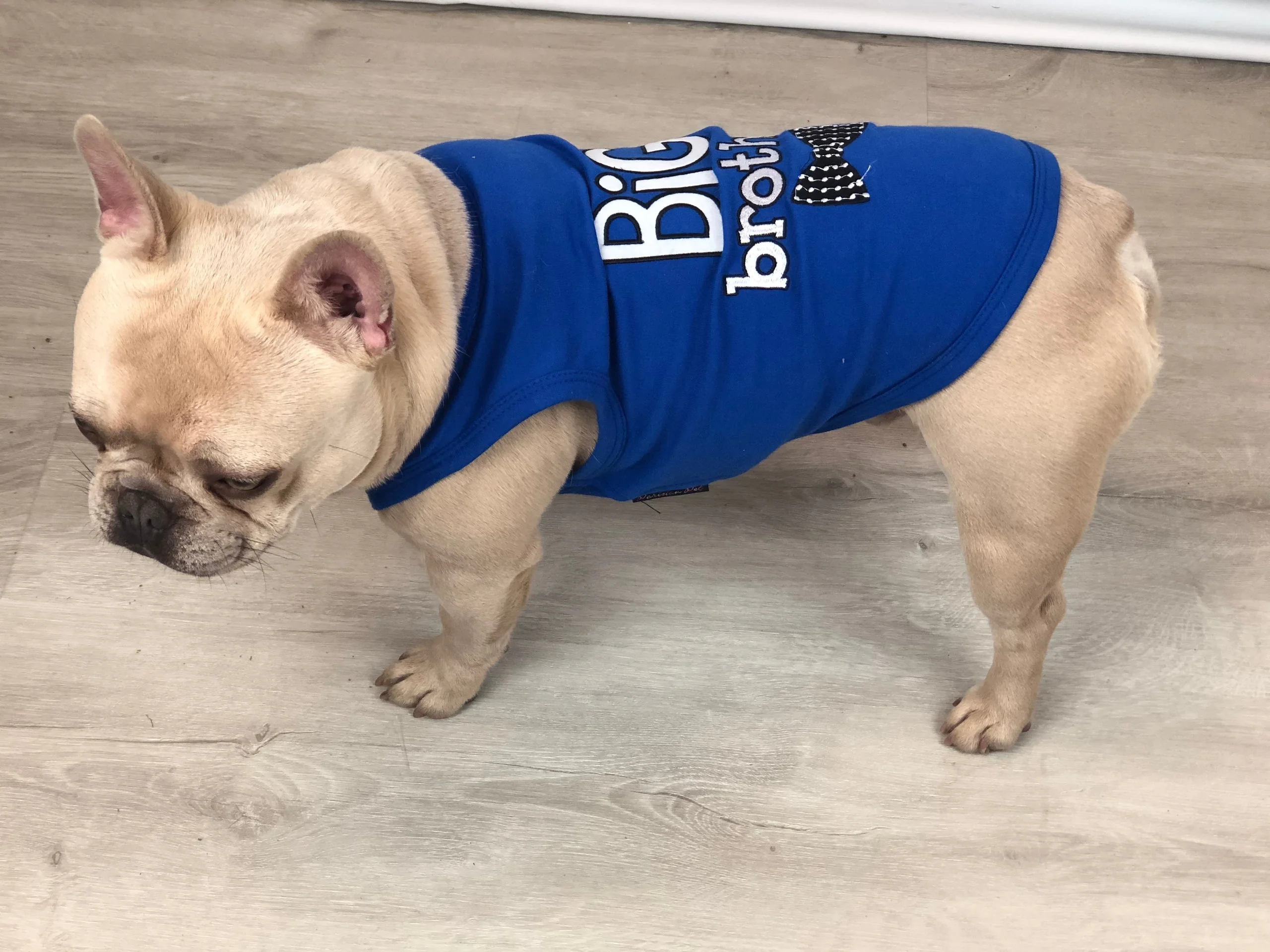 Parisian Pet 'Big Brother' Embroidered Pet T-Shirt – Cute Sibling Announcement Dog Shirt for Dogs & Cats, Blue - Image 4