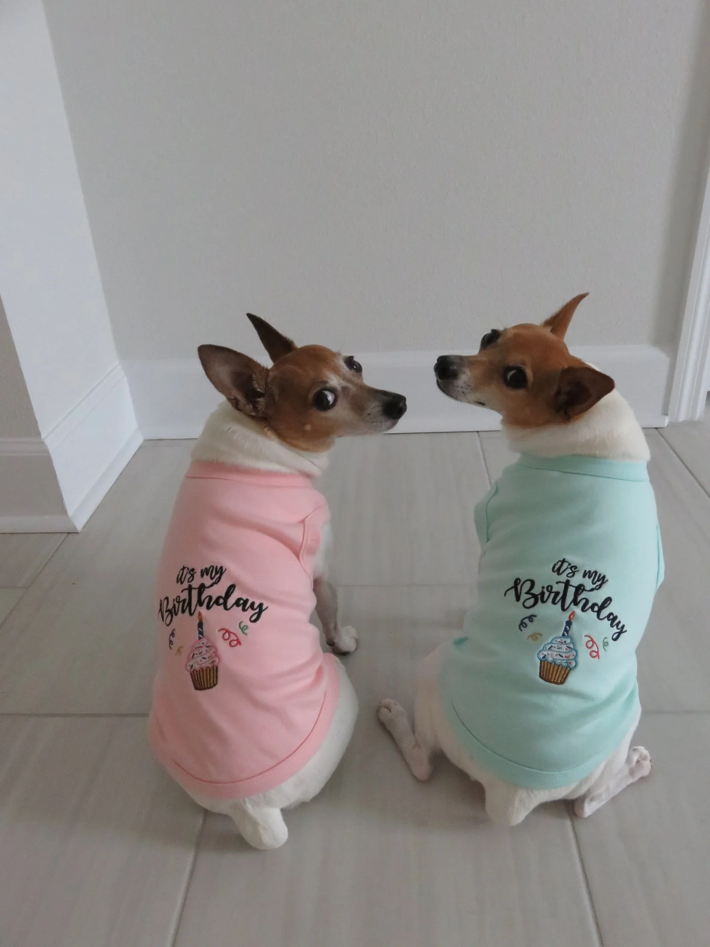 Parisian Pet 'Birthday Boy' Fun Slogan Dog T-Shirt –Premium Embroidered Celebratory Clothing for Dogs & Cats, Blue - Image 3