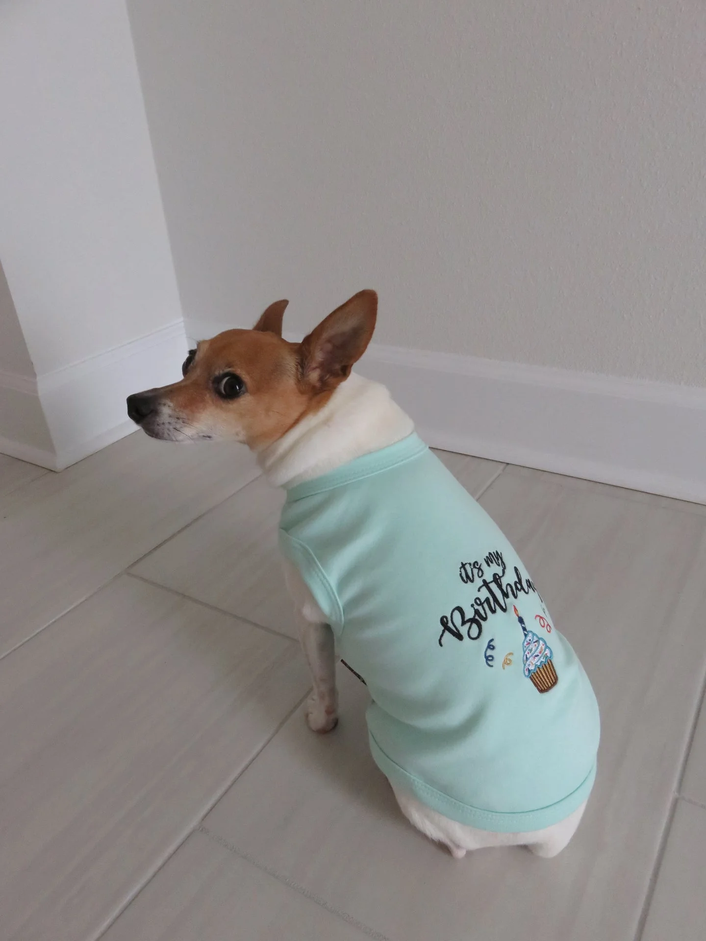 Parisian Pet 'Birthday Boy' Fun Slogan Dog T-Shirt –Premium Embroidered Celebratory Clothing for Dogs & Cats, Blue - Image 4