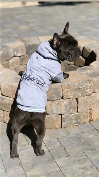 Parisian Pet 'Blessed Hoodie' in Gray - Trendy Pet Hoodie for Dogs & Cats, Perfect for Fall & Winter - Image 3