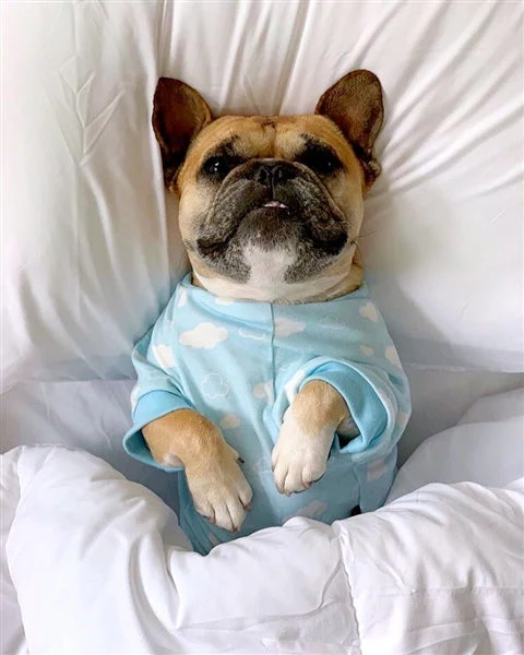Parisian Pet 'Blue Cloud' Pajama for Dogs & Cats, Comfortable Pet Pajama Set, Cozy Dog Pajamas, Blue - Image 4
