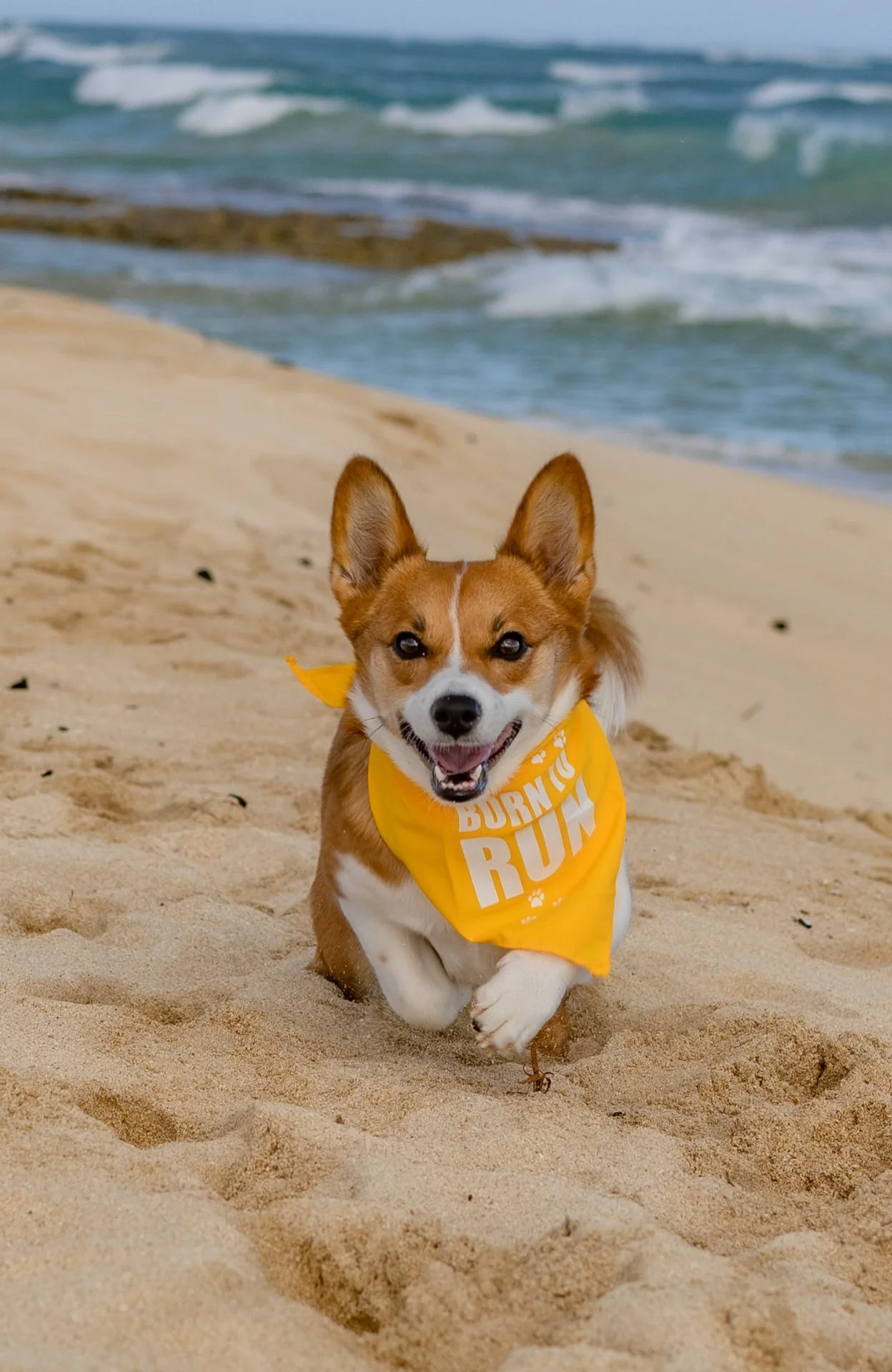 Parisian Pet 'Born to Run' Bandana - Fashionable, Soft, Comfortable Yellow Bandana for Dogs & Cats - Image 2