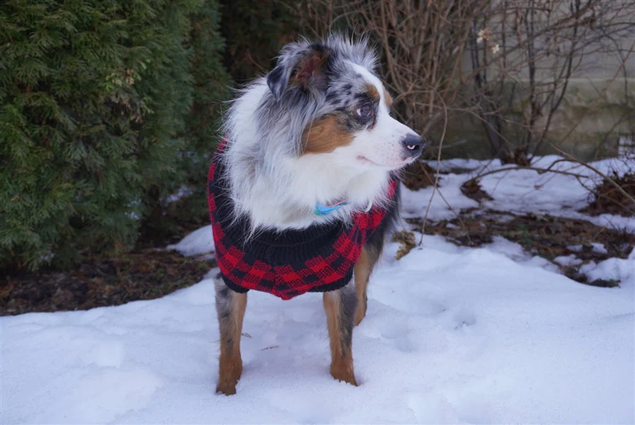 Parisian Pet 'Buffalo Checkered Sweater - Polar Bear' for Dogs and Cats - Cozy Winter Wear with Adorable Polar Bear Design Red and Black - Image 4