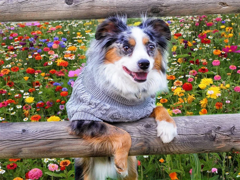 Parisian Pet 'Cable Knit Sweater' - Warm & Stylish Pet Sweater in Cloud Gray for Dogs & Cats - Image 5