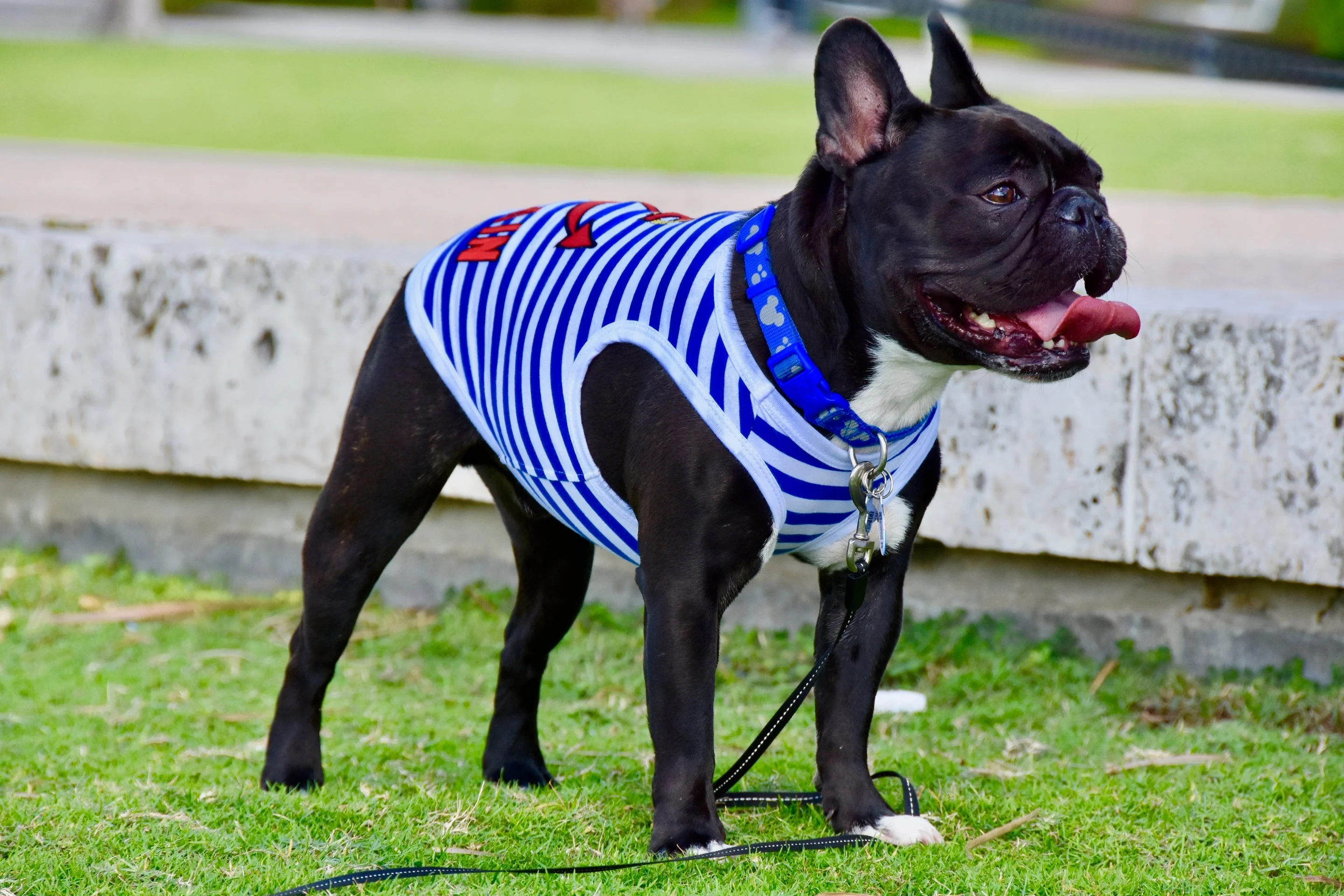 Parisian Pet 'Captain' Fun Sailor Dog Outfit – Soft and Breathable Nautical Pet Wear for Small Dogs & Cats, Blue & White Stripes - Image 4