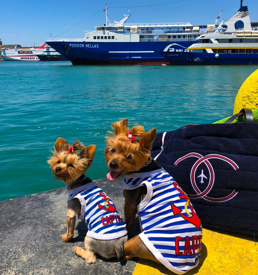Parisian Pet 'Captain' Fun Sailor Dog Outfit – Soft and Breathable Nautical Pet Wear for Small Dogs & Cats, Blue & White Stripes - Image 5
