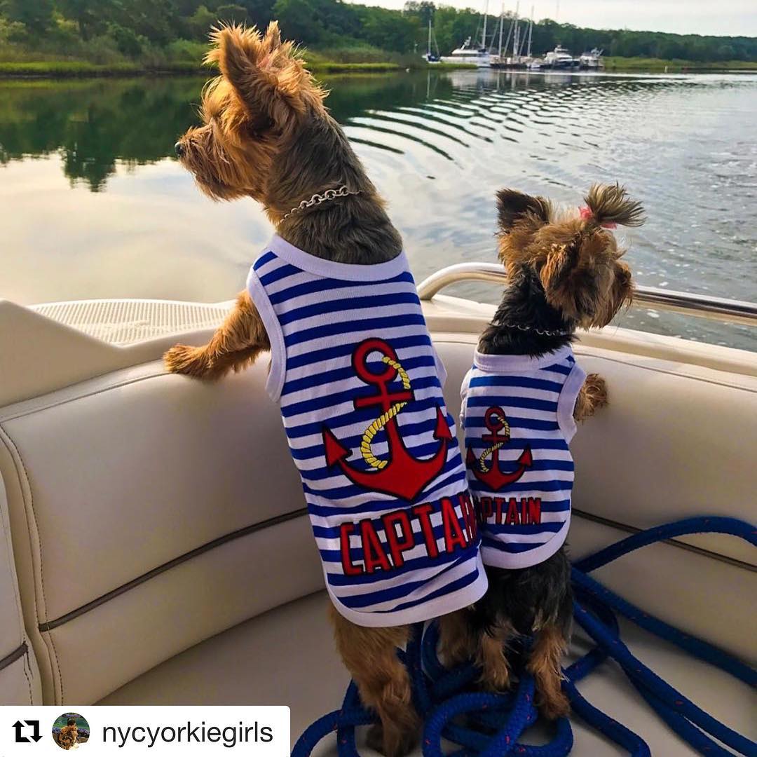 Parisian Pet 'Captain' Fun Sailor Dog Outfit – Soft and Breathable Nautical Pet Wear for Small Dogs & Cats, Blue & White Stripes - Image 6