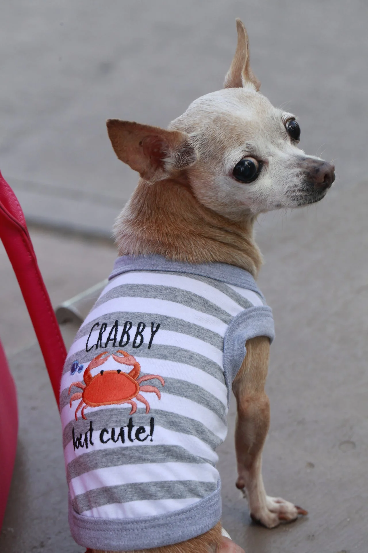 Parisian Pet 'Crabby But Cute Tee' Embroidered Dog Shirt - Trendy Pet Apparel for Dogs & Cats, Gray and White Stripes - Image 4