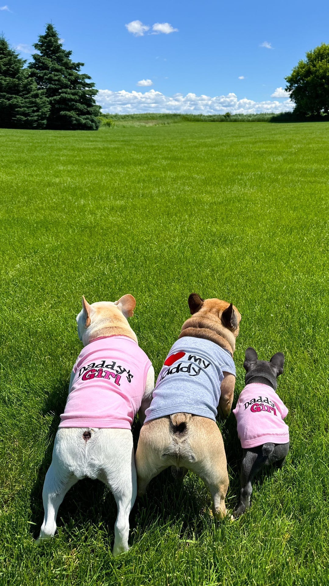 Parisian Pet 'Daddy's Girl' Pet Shirt - Dog Fashion Shirt for Dogs & Cats, Pink-Valentine's Day - Image 4