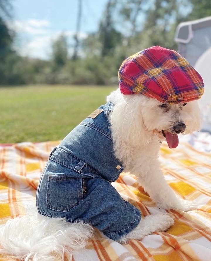 Parisian Pet 'Denim Overalls' – Durable and Trendy Pet Overalls for Dogs & Cats-Blue - Image 4
