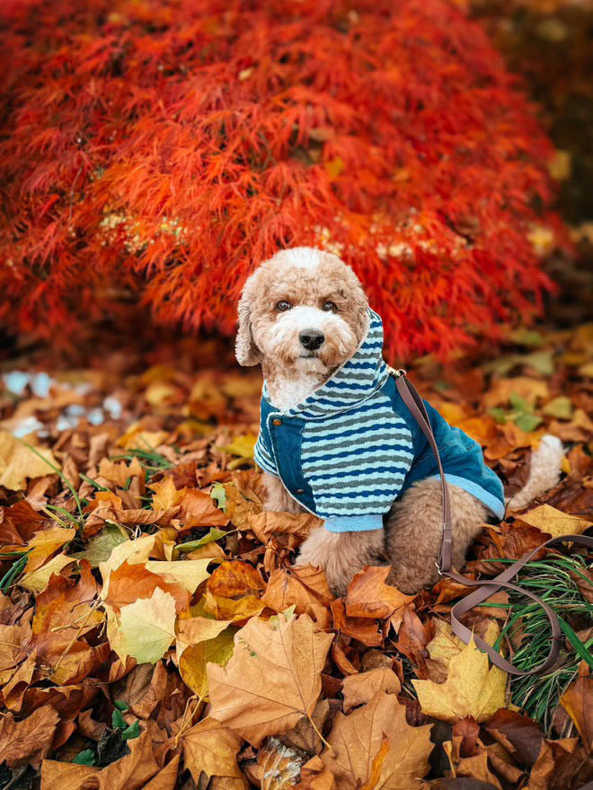 Parisian Pet 'Denim Striped' Hoodie, Blue for Dogs & Cats – Soft, Stylish Pet Apparel - Image 4