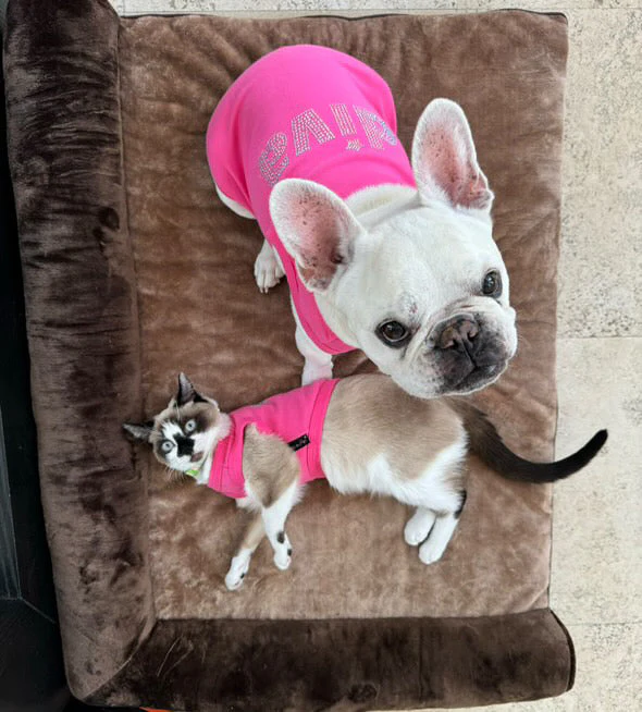 Parisian Pet 'Diva' Dog Shirt - Trendy Pet T-Shirt for Dogs & Cats, Pink - Image 4