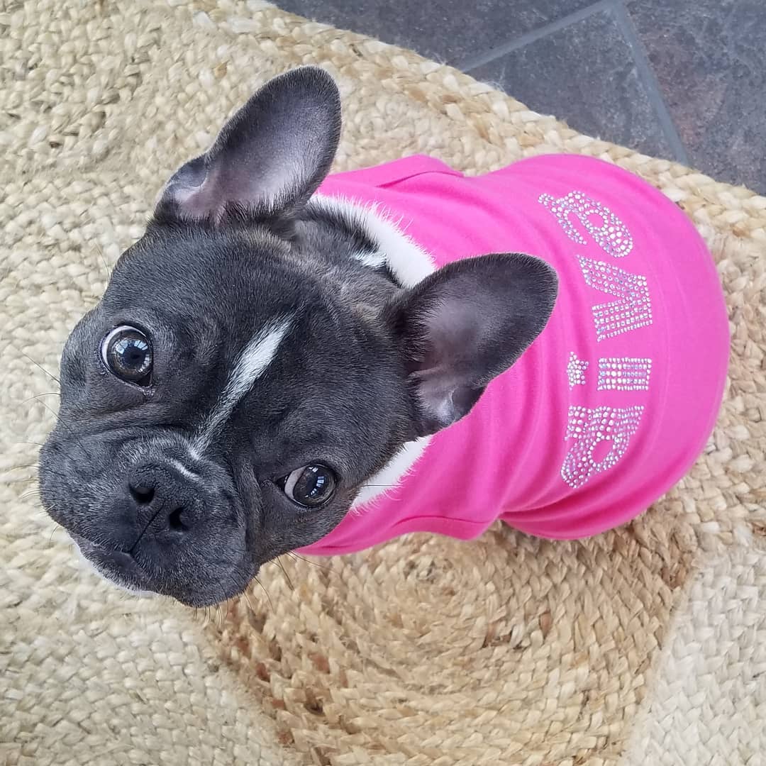 Parisian Pet 'Diva' Dog Shirt - Trendy Pet T-Shirt for Dogs & Cats, Pink - Image 5