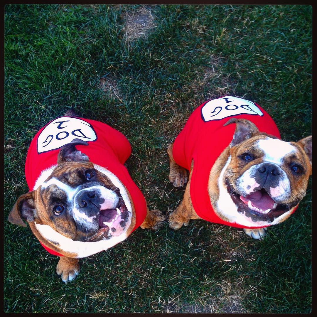 Parisian Pet 'Dog 1' Dog Shirt – Fun Slogan Cotton Pet T-Shirt for Dogs & Cats, Red - Image 6