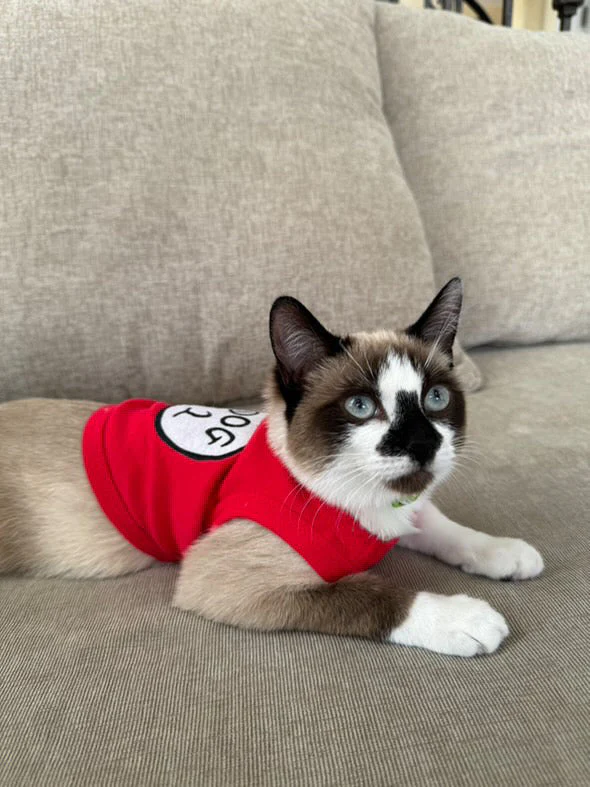Parisian Pet 'Dog 2' Funny Slogan Dog Shirt – Playful Embroidered Pet Apparel for Dogs & Cats, Red - Image 3