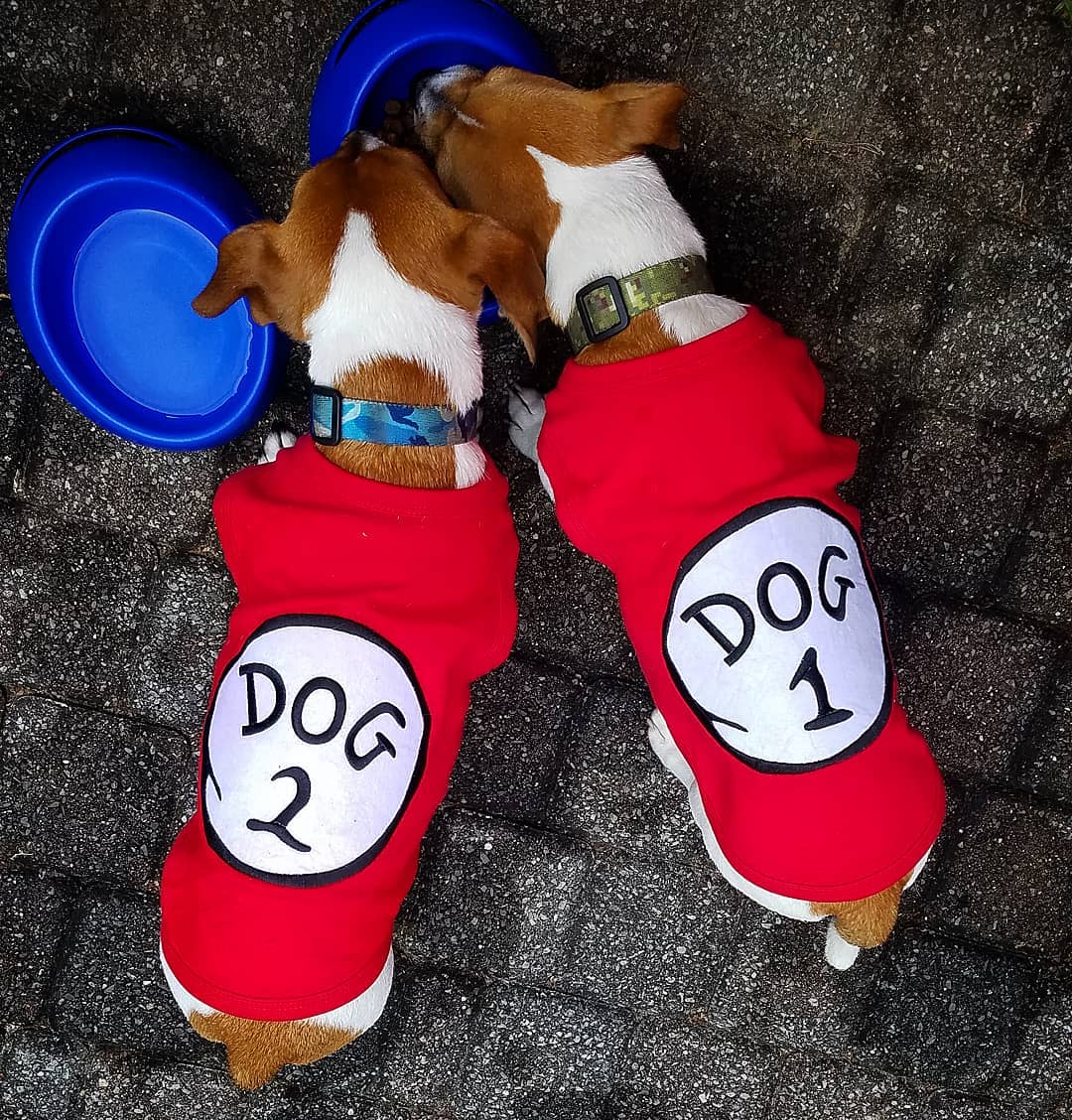 Parisian Pet 'Dog 2' Funny Slogan Dog Shirt – Playful Embroidered Pet Apparel for Dogs & Cats, Red - Image 5