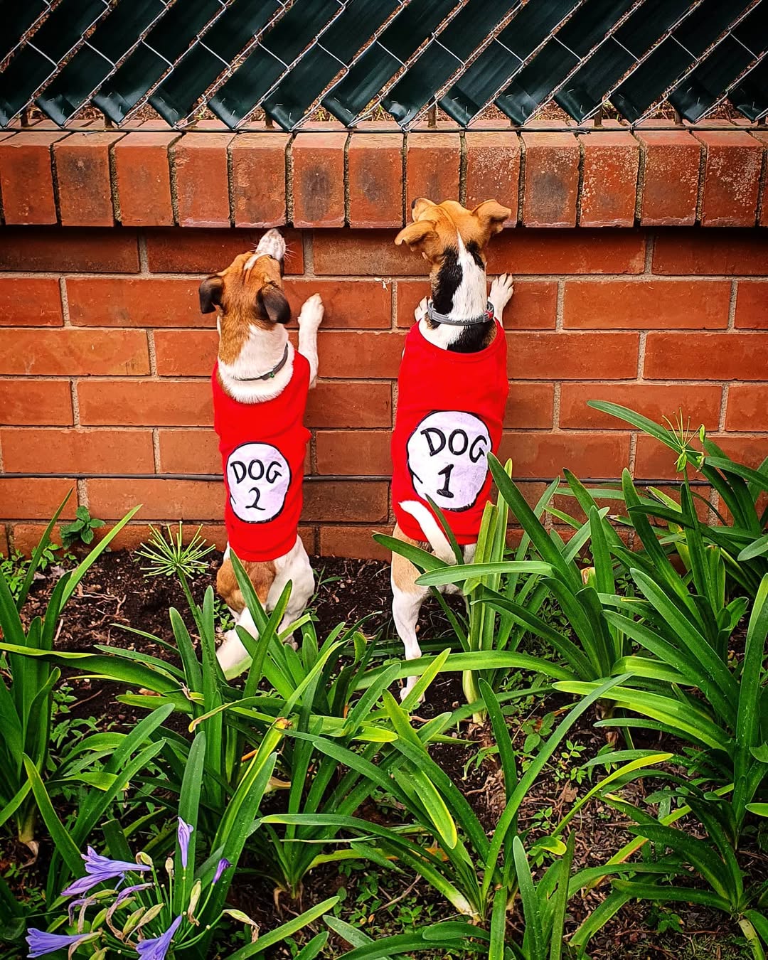 Parisian Pet 'Dog 2' Funny Slogan Dog Shirt – Playful Embroidered Pet Apparel for Dogs & Cats, Red - Image 7
