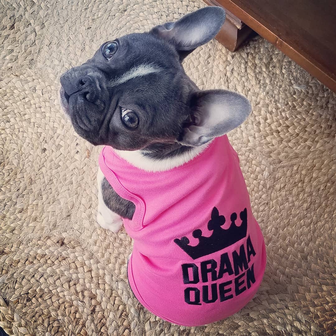 Parisian Pet 'Drama Queen' Embroidered Dog & Cat Shirt - Trendy Pet Apparel, Pink - Image 3