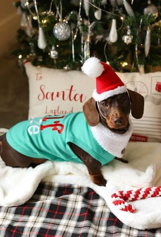 Parisian Pet Embroidered 'Elf Size Shirt' - Holiday Pet Apparel & Christmas Dog Clothes, Green - Image 3