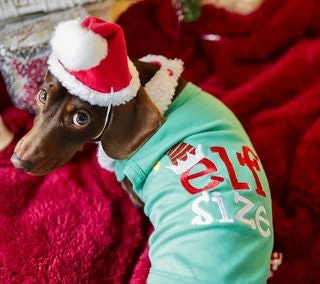 Parisian Pet Embroidered 'Elf Size Shirt' - Holiday Pet Apparel & Christmas Dog Clothes, Green - Image 4