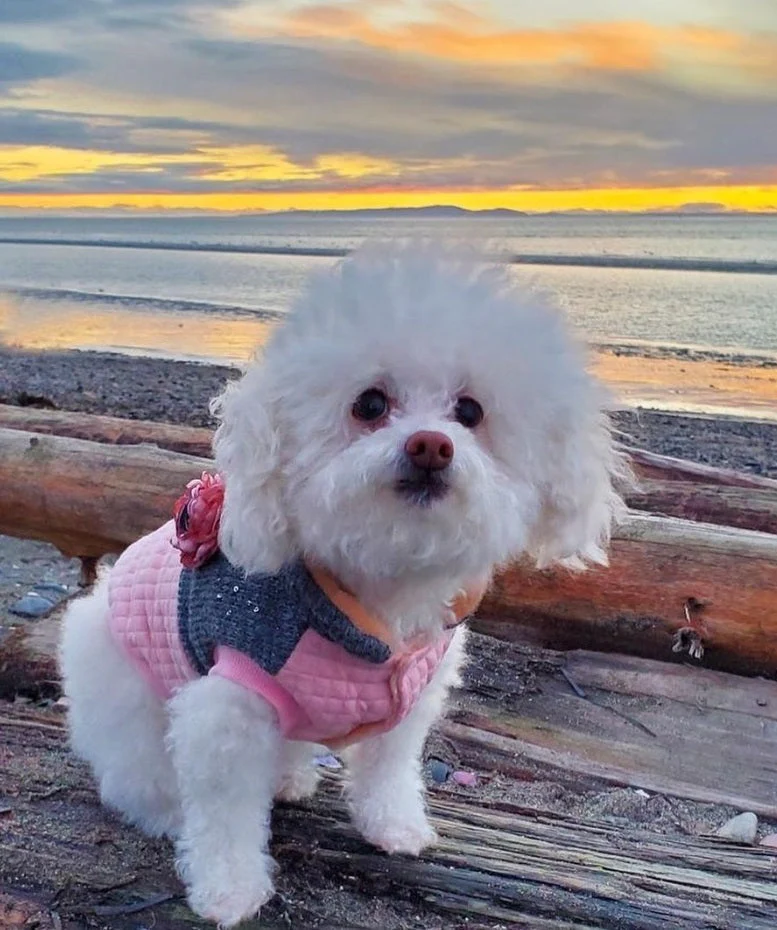 Parisian Pet 'Fancy Flower Quilted Jacket' for Dogs & Cats, Warm Pet Outerwear, Quilted Floral Dog Jacket - Valentine's Day - Image 5