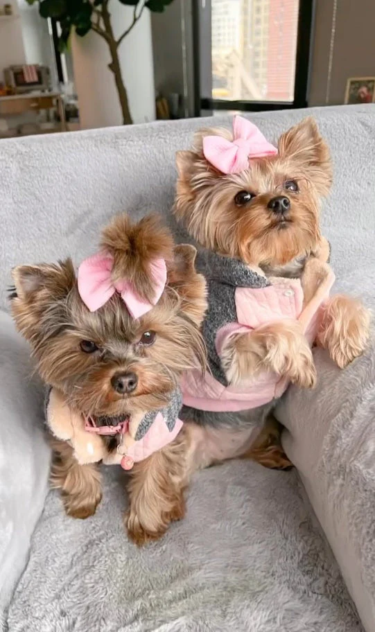 Parisian Pet 'Fancy Flower Quilted Jacket' for Dogs & Cats, Warm Pet Outerwear, Quilted Floral Dog Jacket - Valentine's Day - Image 6