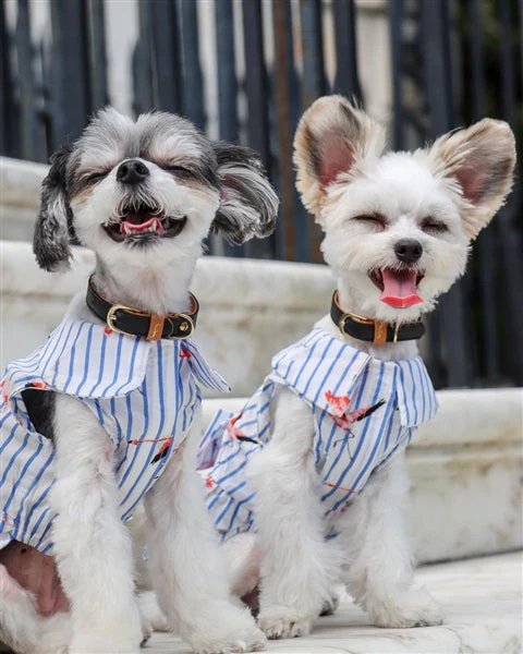 Parisian Pet 'Flamingo Print Dog Dress' for Dogs and Cats, Sleeveless, Comfortable Summer Outfit, Blue and White Stripes - Image 4