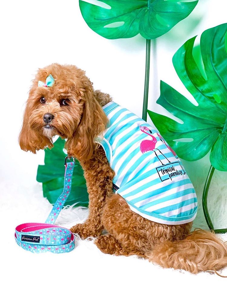 Parisian Pet 'Flamingos'  Dog Shirt – Lightweight & Breathable Summer Outfit for Small Dogs & Cats, Light Blue and White Stripes - Image 5