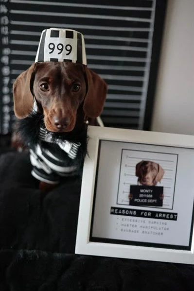 Parisian Pet 'Furry Inmate' Black and White Stripes Halloween Costume - Funny Prison Design for Cats & Dogs - Image 3