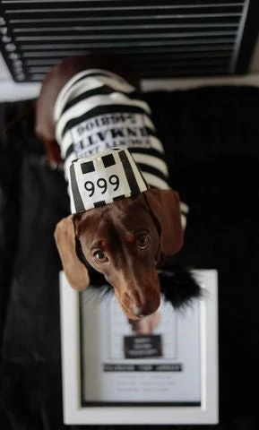 Parisian Pet 'Furry Inmate' Black and White Stripes Halloween Costume - Funny Prison Design for Cats & Dogs - Image 4