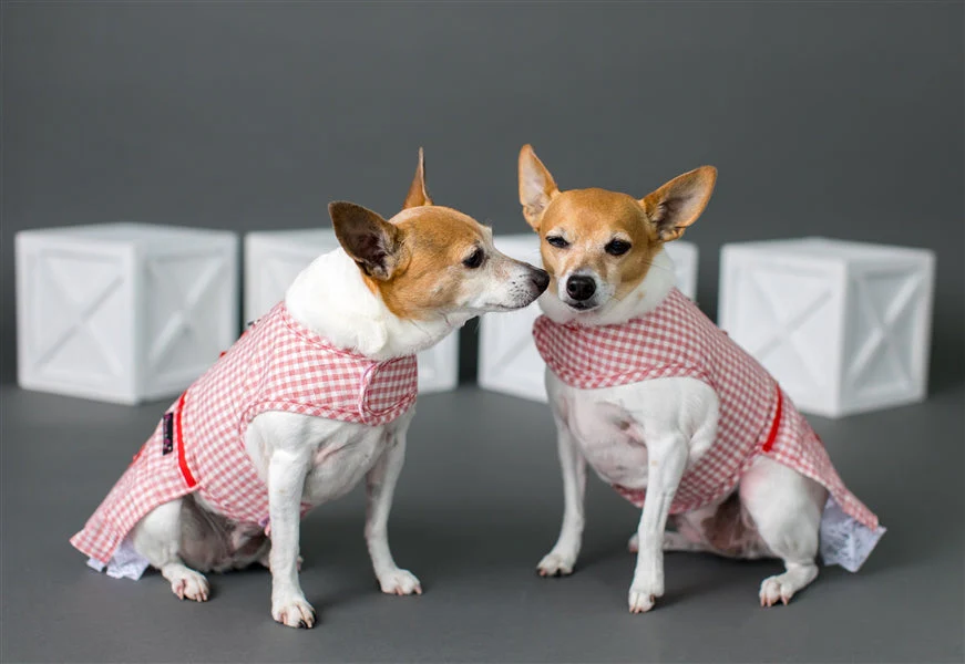 Parisian Pet 'Gingham Countryside Dress' Dog & Cat Shirt – Elegant Country Style Dog Dress –Red- Valentine's Day - Image 4