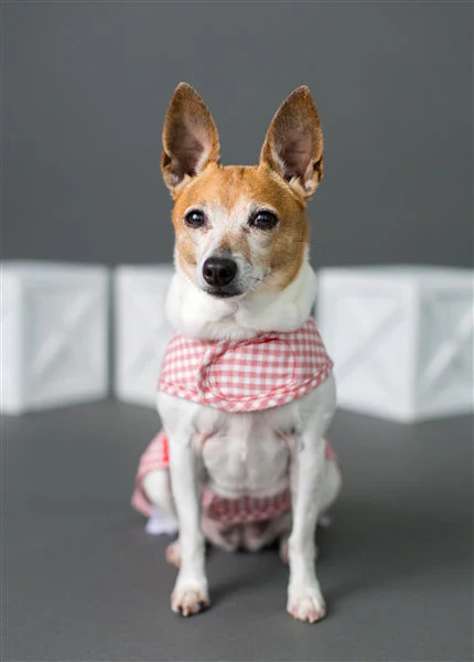 Parisian Pet 'Gingham Countryside Dress' Dog & Cat Shirt – Elegant Country Style Dog Dress –Red- Valentine's Day - Image 6