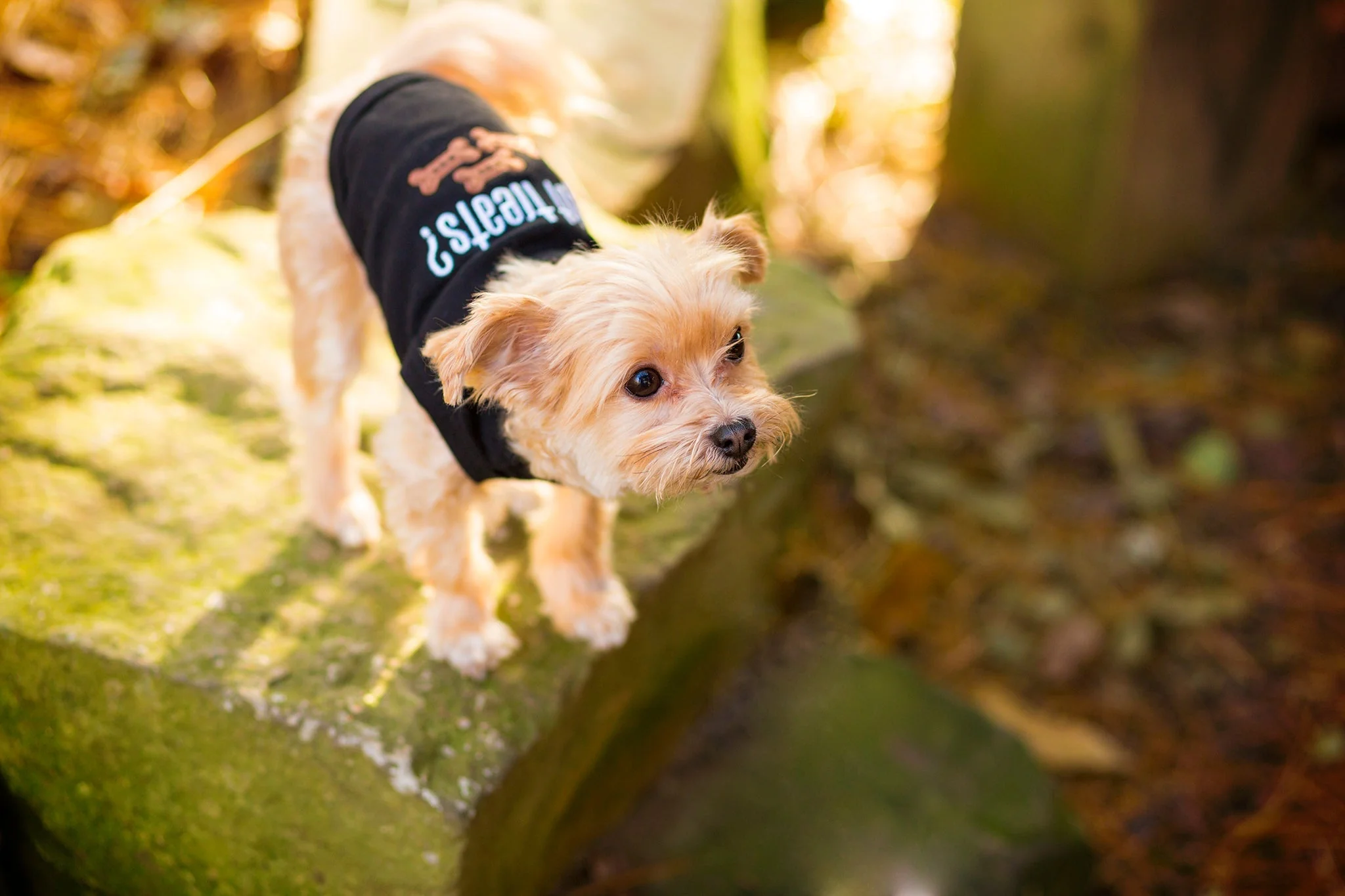 Parisian Pet 'Got Treats?' Novelty Dog Apparel – Fun Embroidered Pet Wear for Dogs & Cats, Black - Image 3