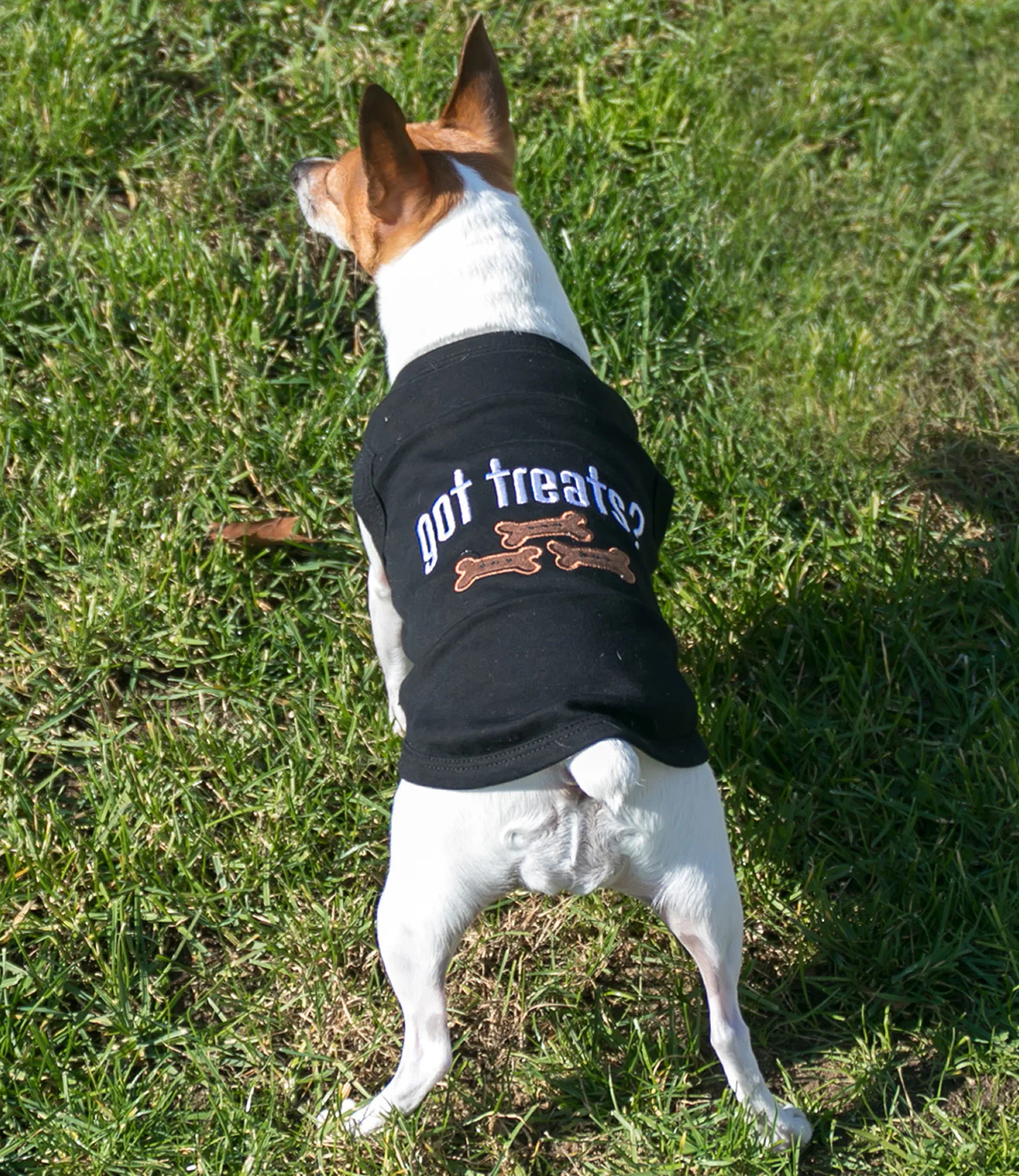 Parisian Pet 'Got Treats?' Novelty Dog Apparel – Fun Embroidered Pet Wear for Dogs & Cats, Black - Image 4