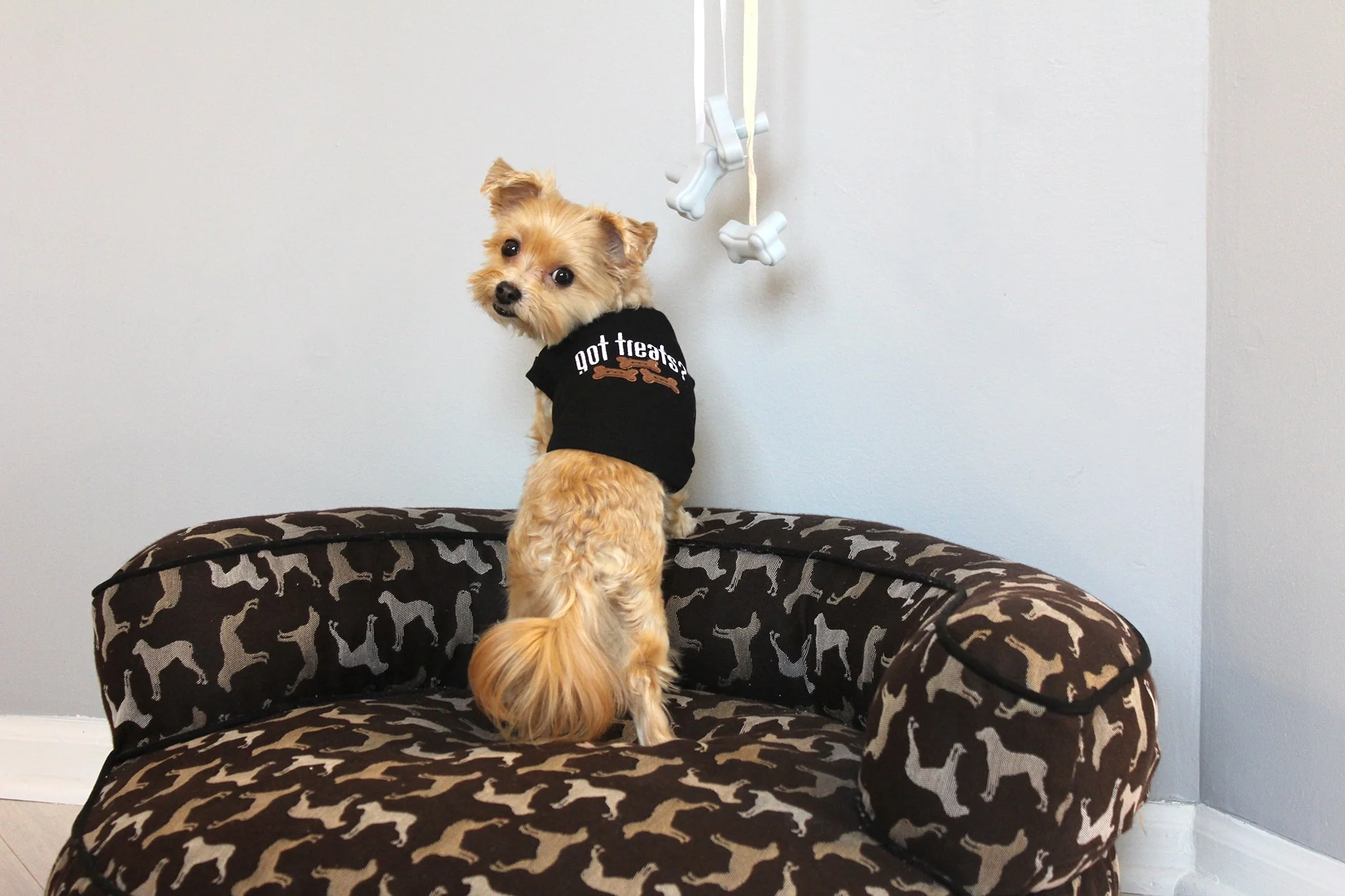 Parisian Pet 'Got Treats?' Novelty Dog Apparel – Fun Embroidered Pet Wear for Dogs & Cats, Black - Image 6