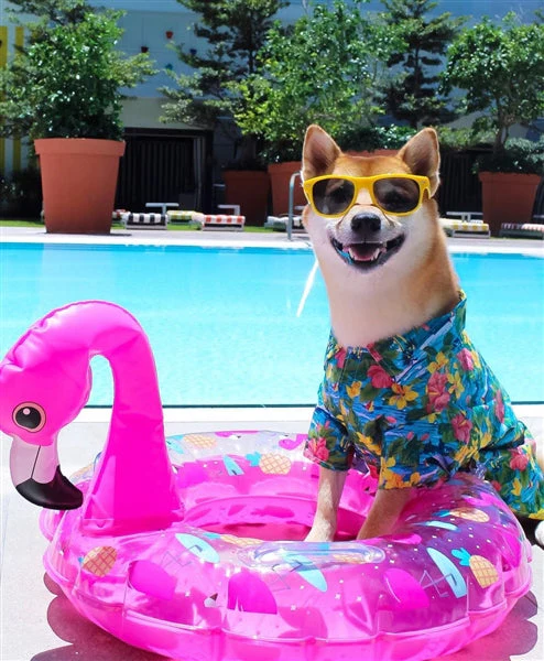 Parisian Pet 'Hawaiian Camp' Dog & Cat Shirt – Lightweight Cotton, Stylish Vacation Pet Apparel – Blue - Image 3