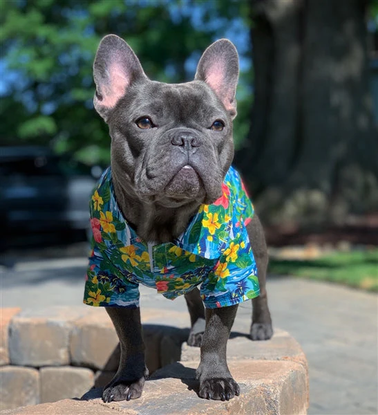 Parisian Pet 'Hawaiian Camp' Dog & Cat Shirt – Lightweight Cotton, Stylish Vacation Pet Apparel – Blue - Image 4