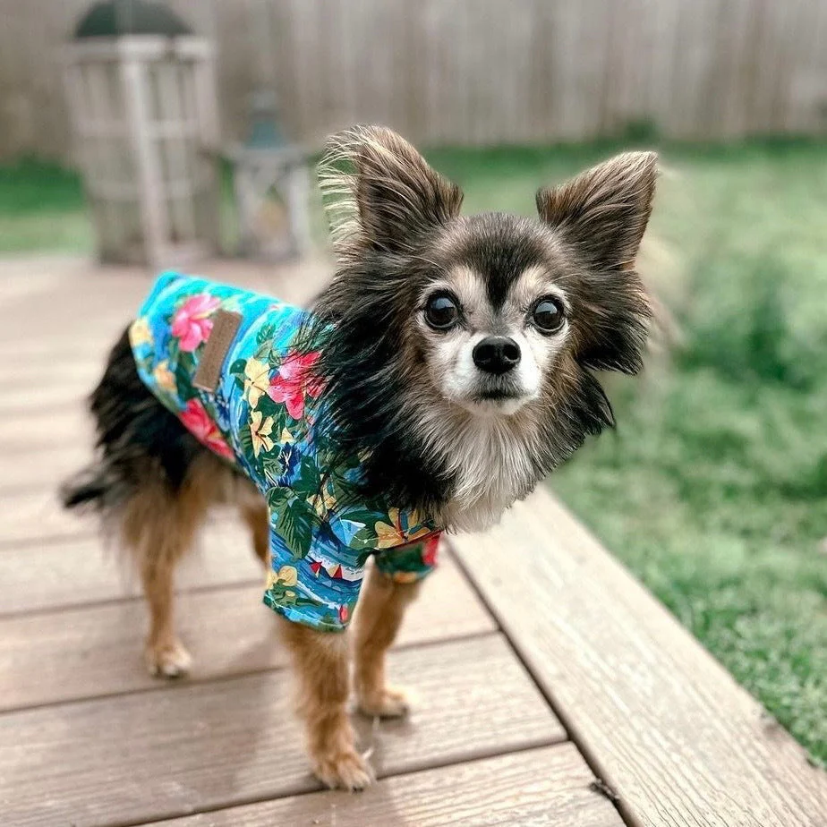 Parisian Pet 'Hawaiian Camp' Dog & Cat Shirt – Lightweight Cotton, Stylish Vacation Pet Apparel – Blue - Image 6