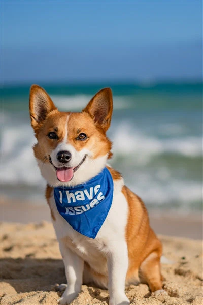 Parisian Pet 'I Have Issues' Bandana for Dogs & Cats - Fun, Comfortable, Blue Fashion Accessory - Image 2