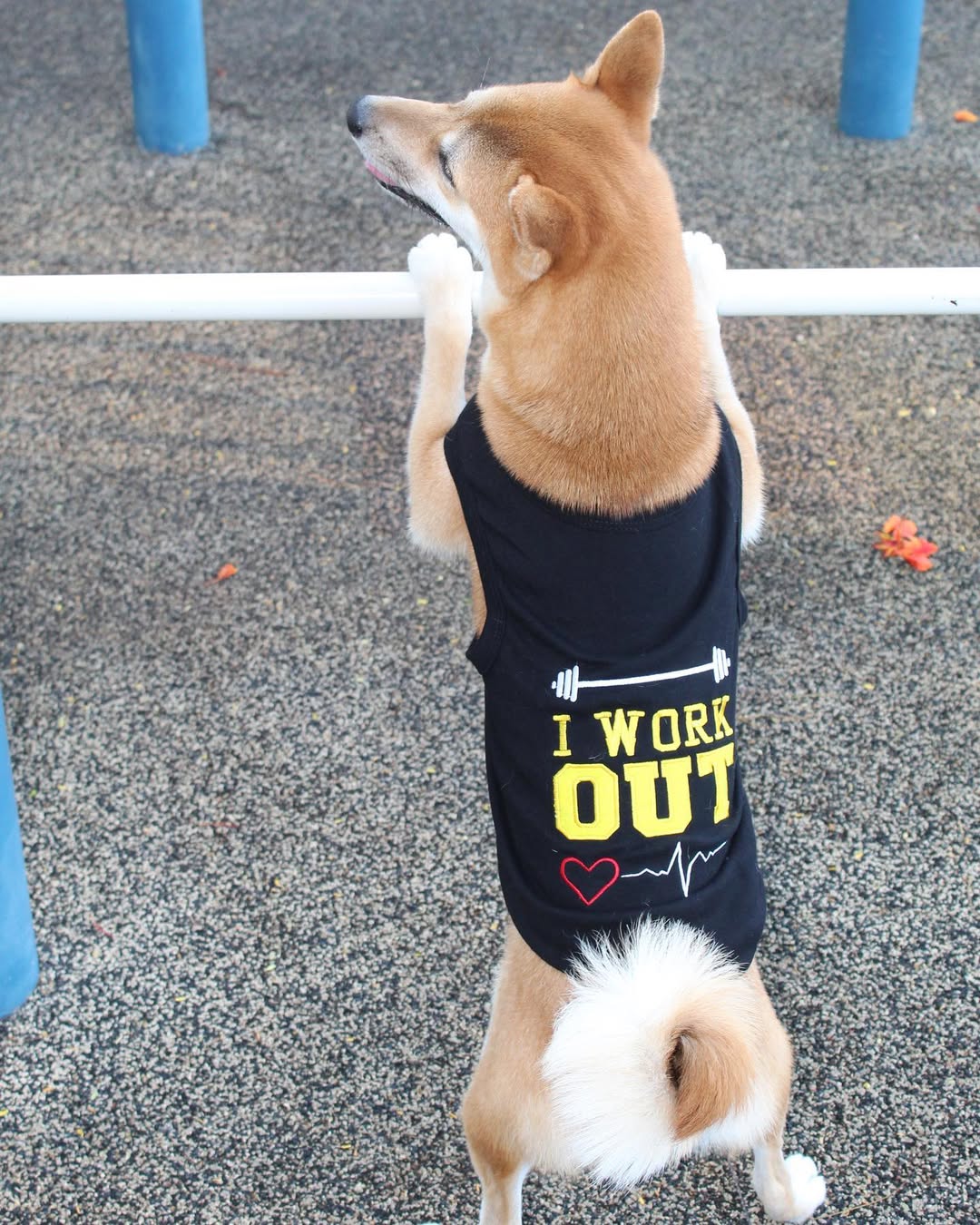 Parisian Pet 'I Work Out' Trendy Dog Apparel – Playful Slogan Dog Shirt for Dogs & Cats, Black - Image 6