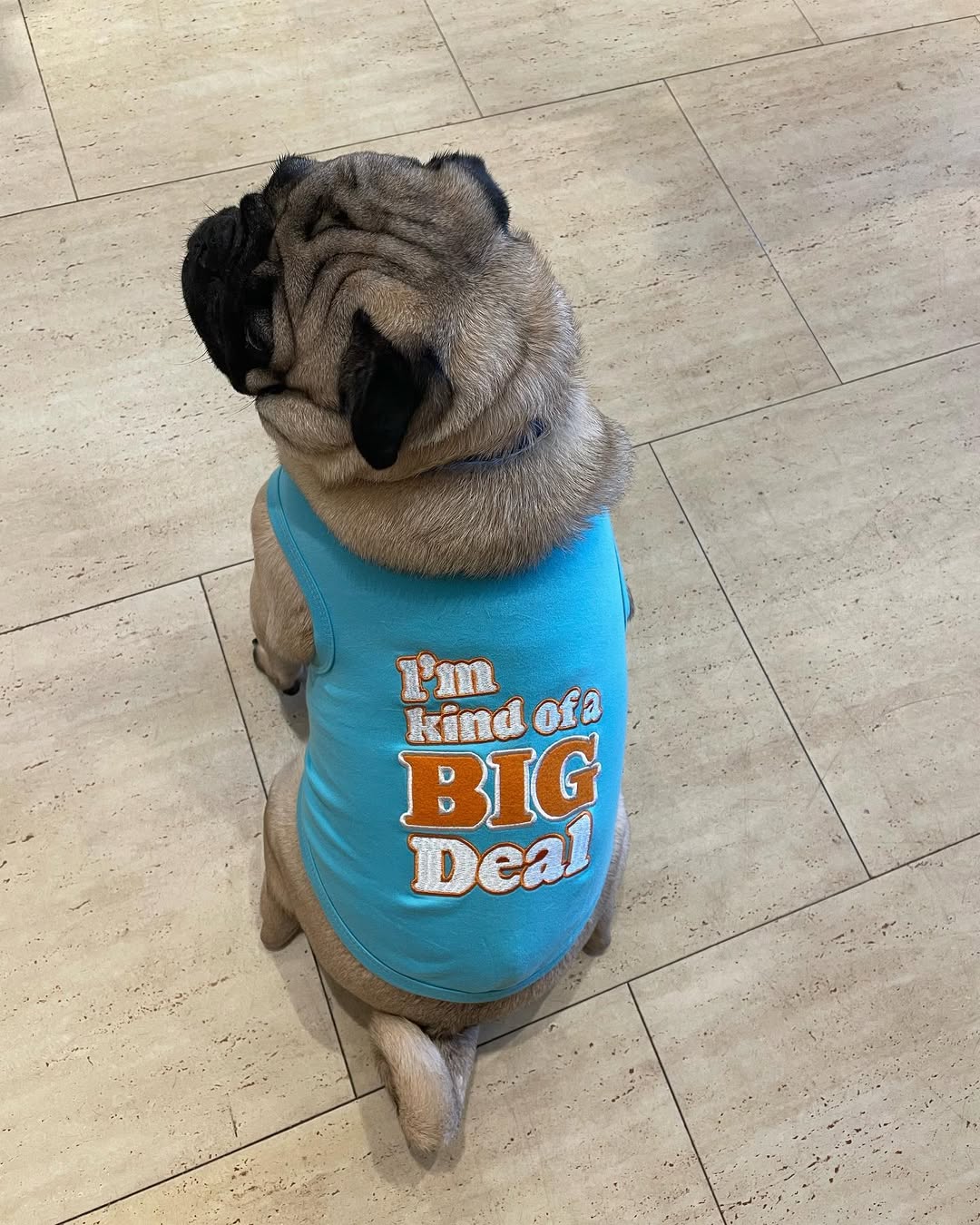 Parisian Pet 'I'm Kind of a Big Deal' Humorous Dog Shirt – Embroidered Graphic Pet T-Shirt for Dogs & Cats, Light Blue - Image 5
