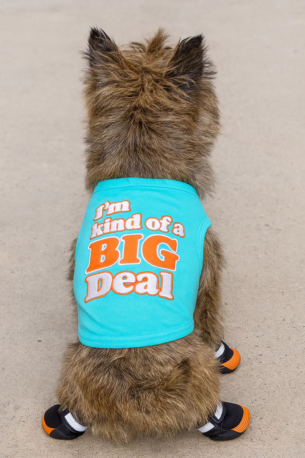 Parisian Pet 'I'm Kind of a Big Deal' Humorous Dog Shirt – Embroidered Graphic Pet T-Shirt for Dogs & Cats, Light Blue - Image 6