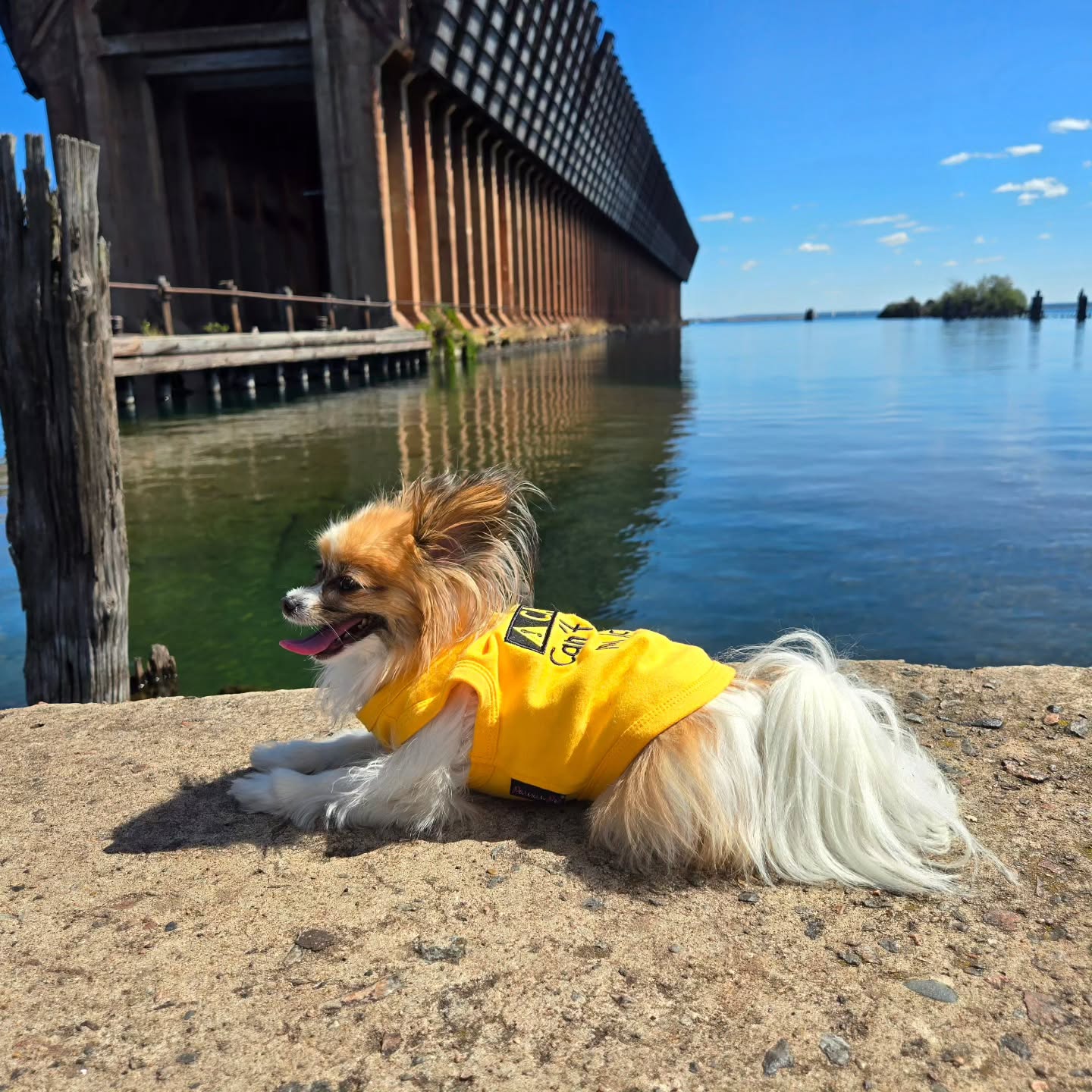 Parisian Pet 'Licker' Novelty Dog Apparel – Fun Embroidered Pet Wear for Dogs & Cats, Yellow - Image 5