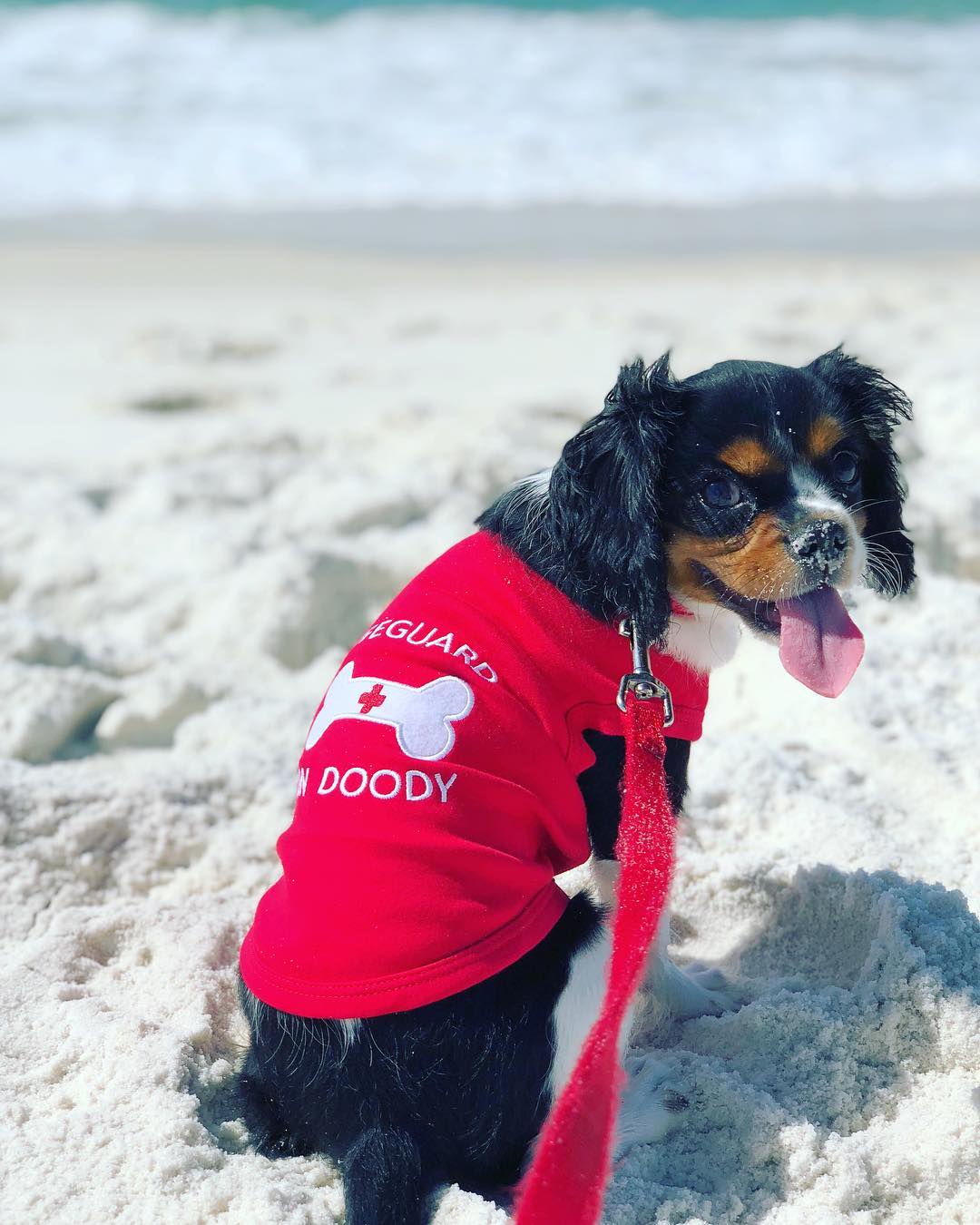 Parisian Pet 'Lifeguard on Doody' Dog & Cat T-Shirt – Funny Cotton Shirt, Stylish & Comfortable Pet Apparel – Red - Image 6